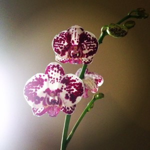 orchids